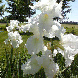 Iris - Products