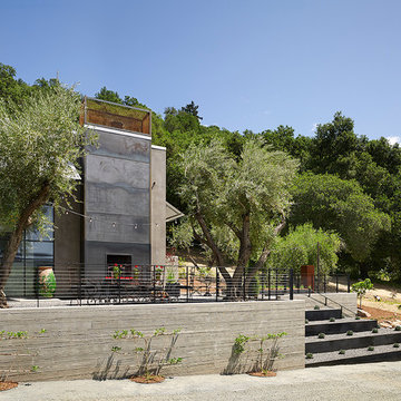 Olive Grove
