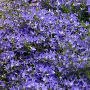 Garten in Blau
