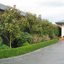 Driveway Planting
