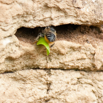 Leafcutter Bees