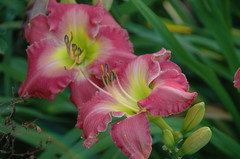 daylilies going