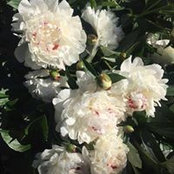 Martha O'Flaherty's photo