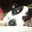 Tammy Canfield McNeil