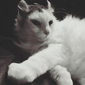 Michael Liao's photo