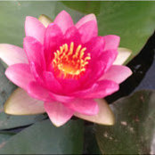 Elizabeth Dickinson's photo