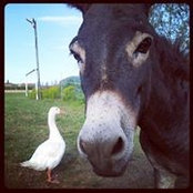 Daniele Gontero's photo