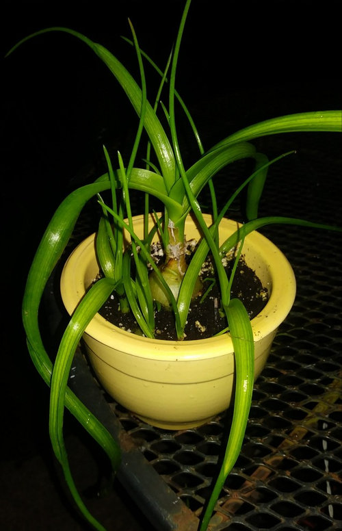 Ornamental "onion" houseplant?