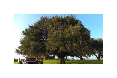 Tree Trimming in San Antonio, TX