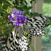Kim Butler's photo