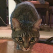 Frank Tobia's photo