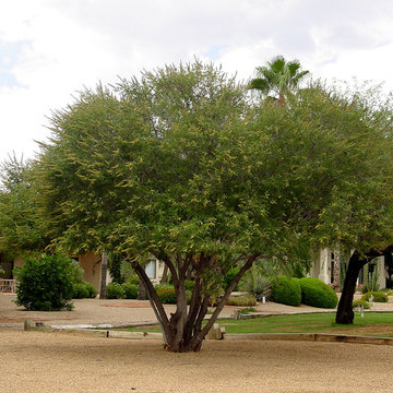 Southwestern Plants