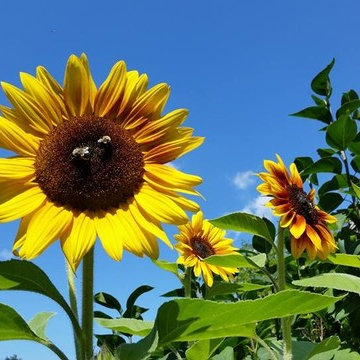 Shine On Design Photos