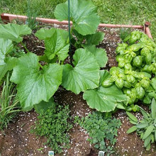 My Garden and Gardens I Like