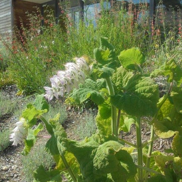 CREATION D'UN MASSIF DE PLANTES VIVACES