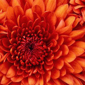 Kim Garrett's photo