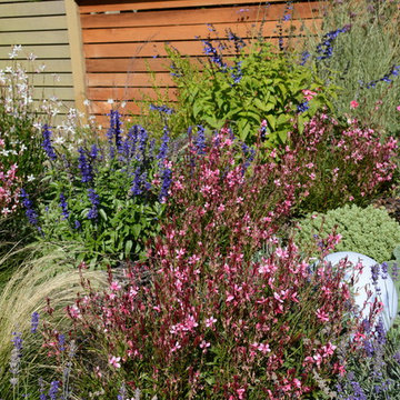 Contemporary Seaside Garden