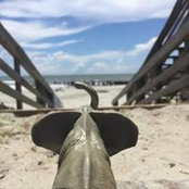 Leisa Skevington's photo