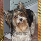 Foto von Royal Elegance
