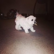 Johnny Trinh's photo