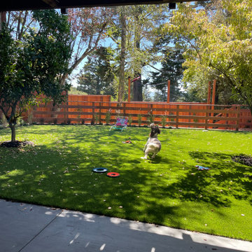 Frisbee on the lawn with the family dog.