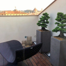 vasi bonsai
