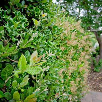 Biodiverse Hedge