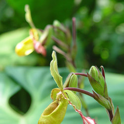 Orchids - Home Decor