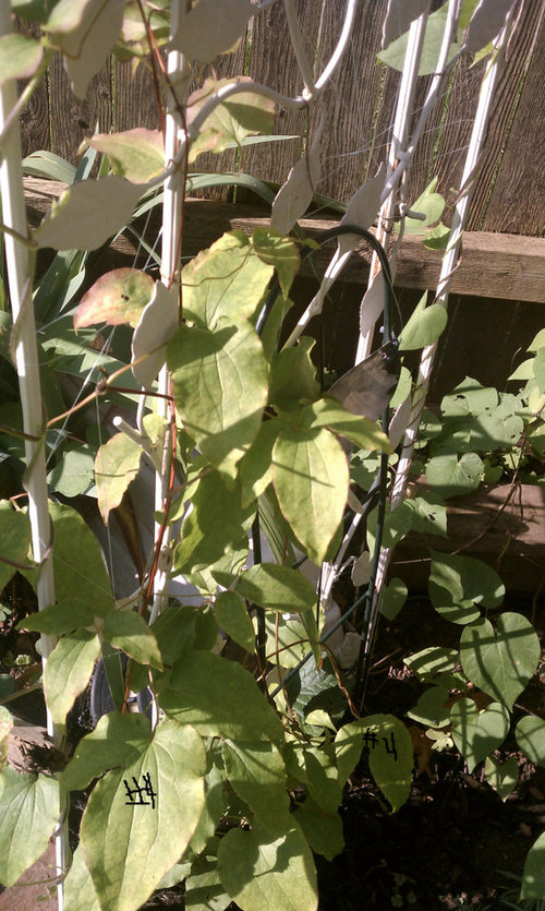 Clematis leaves are brown and red on TOP
