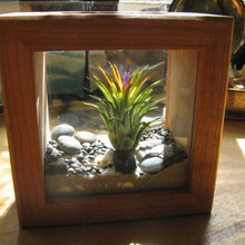 life alive plants