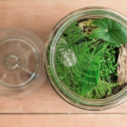 Jurassic Jar Terrarium - Products