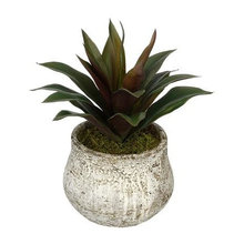 House Plants