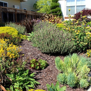 Coastal Mediterranean Deer-Resistant Garden
