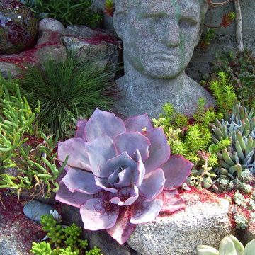 California drought-tolerant garden