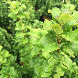 Current Featured Plants - Products