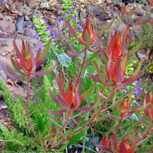 Plants