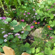 Garden Edibles