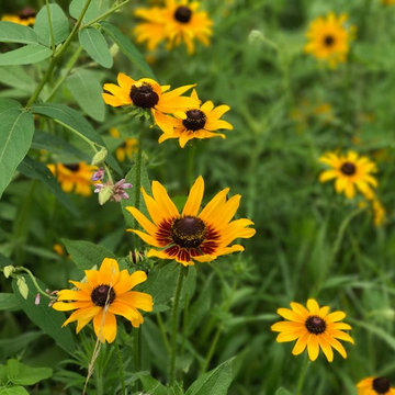 Osterville Wild Flower Meadow