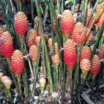 Hawaii Paradise Found Gardens