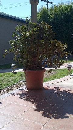 Huge jade plant! Need pruning help | Houzz Forum