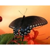 lcrockett's photo