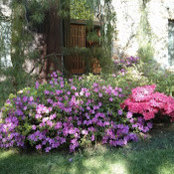 Virginia Chappelow's photo