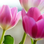 Suzette Fox's photo