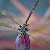 Foto von Jane van Ert