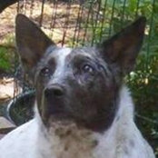 Carol Bonds's photo