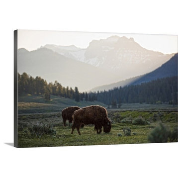 "Bison at Yellowstone" Wrapped Canvas Art Print, 24"x16"x1.5"