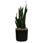 Scape Supply - Live 3' Sanseveria 'Zeylanica' Package, Black - The Sanseveria is one of those plants that just likes to live.  It has long, thick, pointy leaves with a beautiful wavy pattern that stand vertically.  The Sanseveria is commonly referred to as the snake plant and is known for its air cleaning abilities.  It a great compact plant option that stands 2-3 foot tall. The Snake Plant is great starter plant to begin the process of adding live foliage to your home because of it's resilient nature.