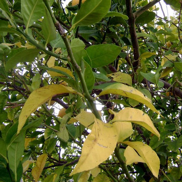 Citrus
