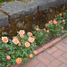 Roses