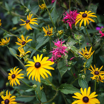 Black Eyed Susan and Bee Balm